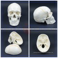 PNT-0152 Life Size 3 Part Classic Education various fo Human Skull Model